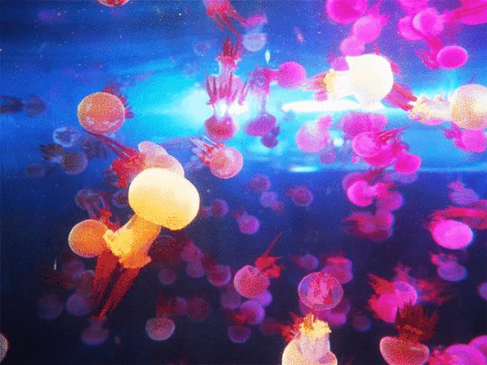 29.9玩遍水上樂園+海洋科普館+生態(tài)體育園！深圳觀瀾湖陪你度炎夏