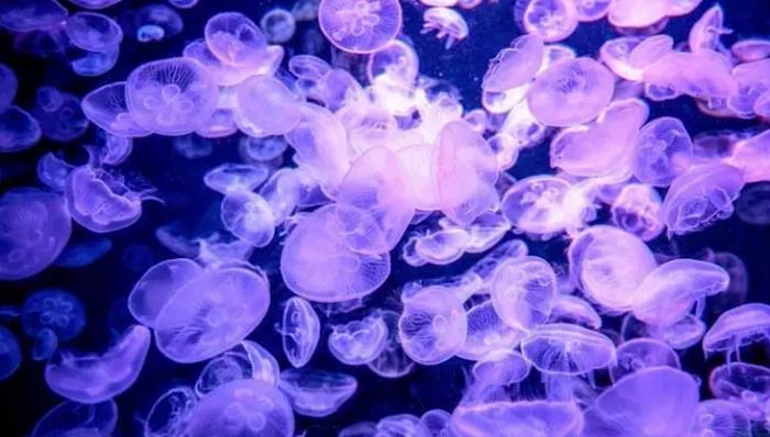 29.9玩遍水上樂園+海洋科普館+生態(tài)體育園！深圳觀瀾湖陪你度炎夏