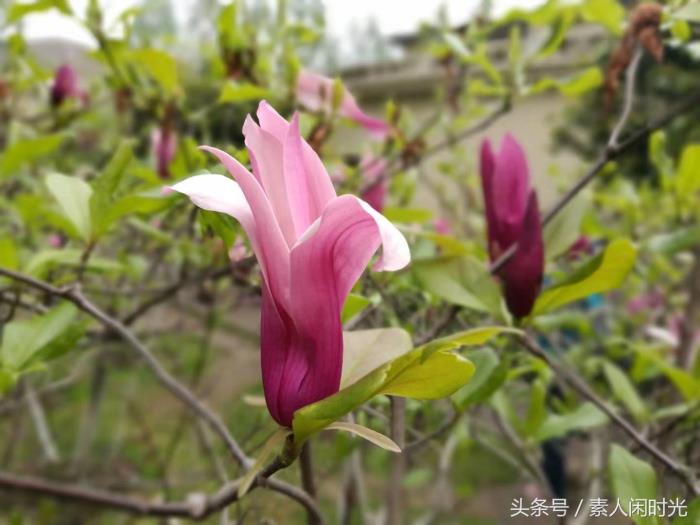 江南游之南京——出外旅游，你愿意請(qǐng)私人導(dǎo)游嗎