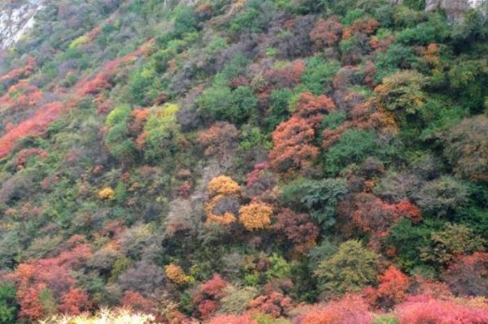 崛圍山看紅葉的最佳路線