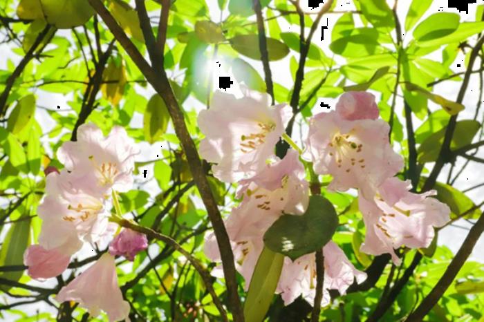 湖北春季(3月-4月)賞花地圖