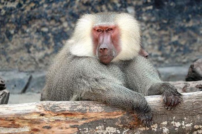 上海野生動(dòng)物園開(kāi)放時(shí)間是幾點(diǎn)鐘2022