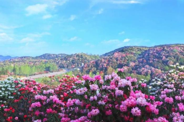 畢節有哪些花海文化主題旅游線路推薦
