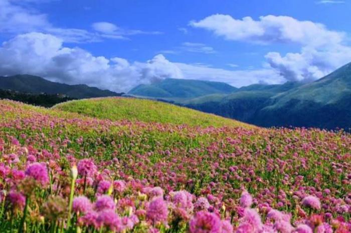 畢節有哪些花海文化主題旅游線路推薦