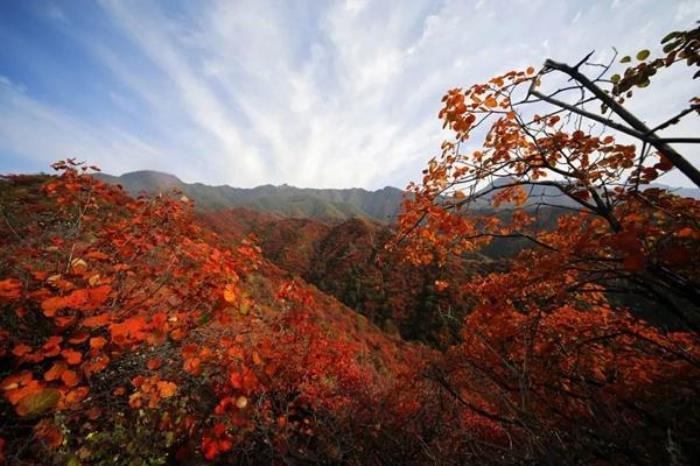 王屋山紅葉什么時間好看2023