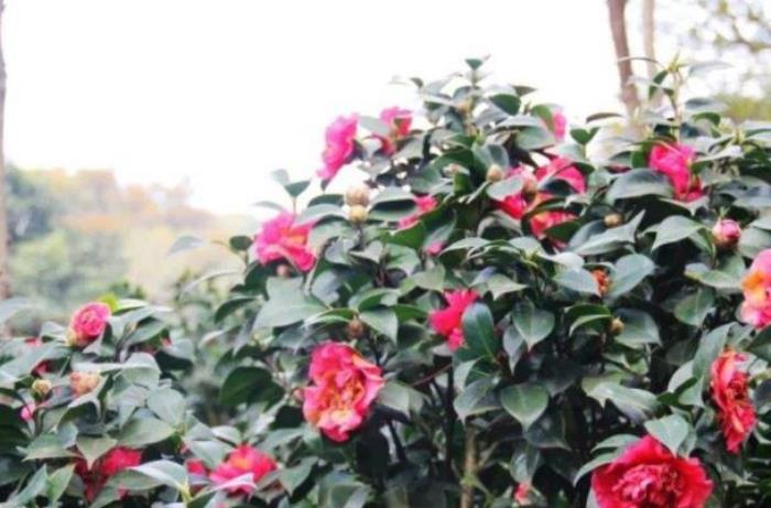 佛山春季賞花好去處 花海景點(diǎn)推薦