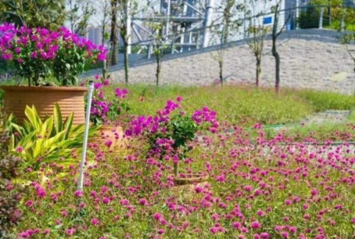 佛山春季賞花好去處 花海景點(diǎn)推薦
