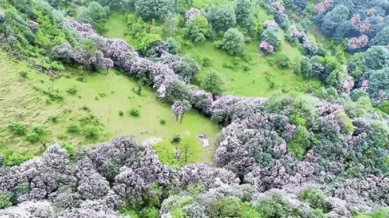 不到雞籠頂，枉為廣東人！原來，中國絕美的高山草原杜鵑花海在這里