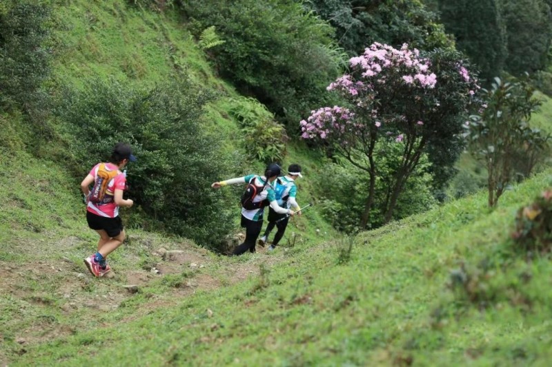 不到雞籠頂，枉為廣東人！原來，中國絕美的高山草原杜鵑花海在這里
