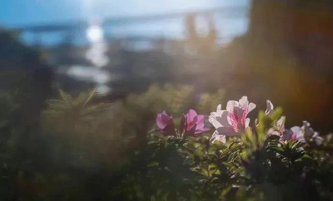去昆明，邂逅寒冷冬日的春暖花開