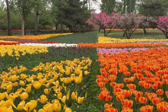 北京植物園賞花攻略2022