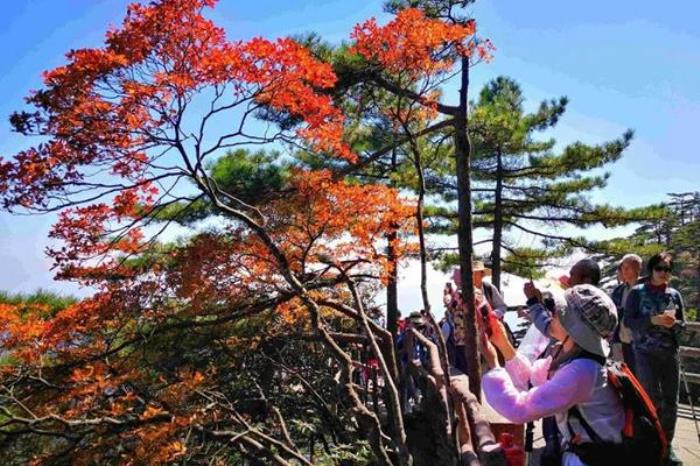 黃山風(fēng)景區(qū)國慶賞秋路線圖