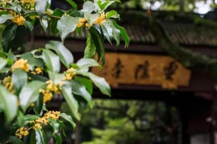 杭州賞桂花的地方有哪些