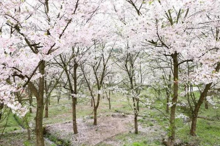 南川木涼鎮看櫻花游玩攻略2022