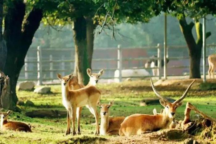 西安秦嶺野生動(dòng)物園一日游攻略 附游玩路線及游覽攻略