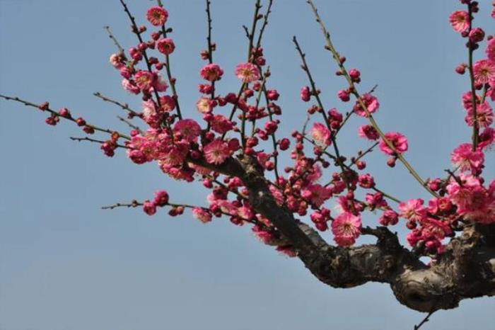 福州賞花攻略2022 福州賞花的地方