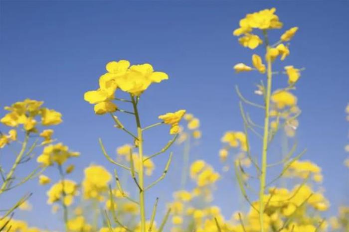 福州賞花攻略2022 福州賞花的地方