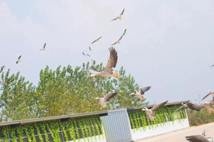 洋沙湖國(guó)際旅游度假區(qū)游玩攻略