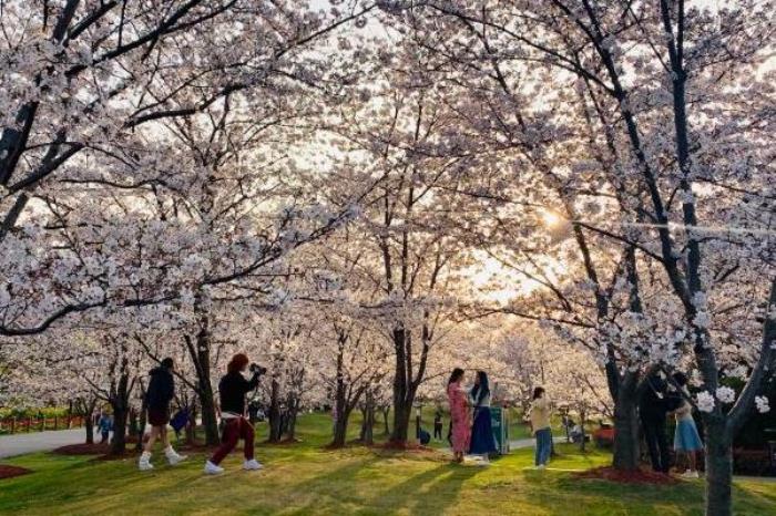 2022顧村公園看櫻花攻略