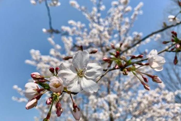2022顧村公園看櫻花攻略