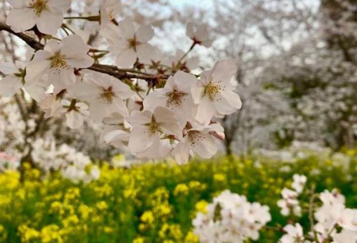2022顧村公園看櫻花攻略