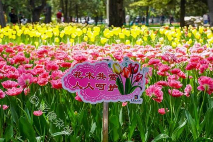 北京植物園賞花攻略2022