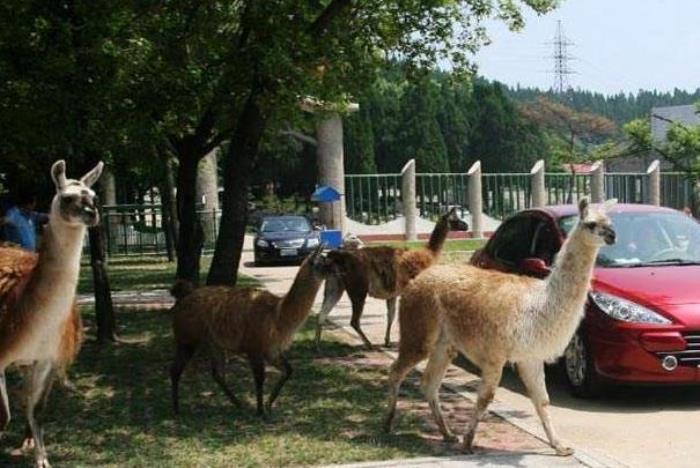 濟南跑馬嶺野生動物園還有嗎