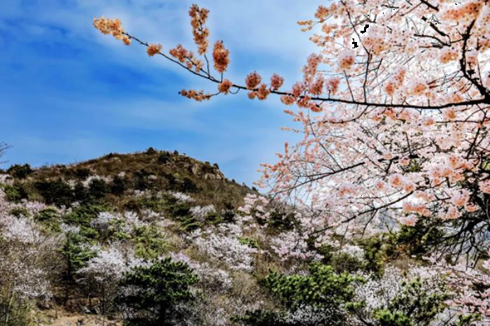 湖北春季(3月-4月)賞花地圖