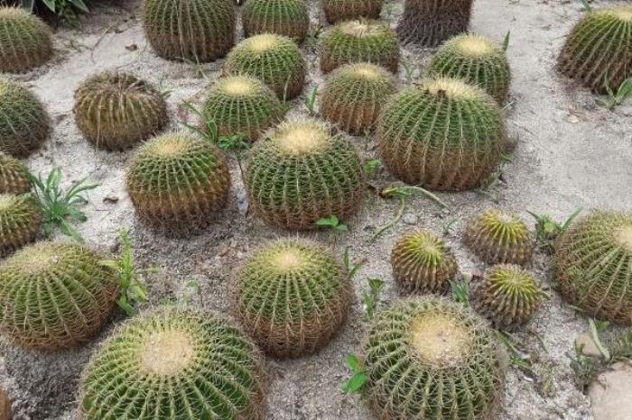 萬石植物公園在廈門哪里啊
