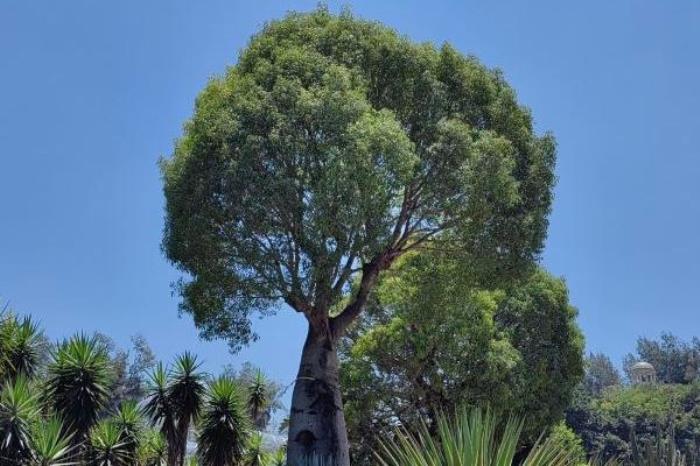 萬石植物公園在廈門哪里啊