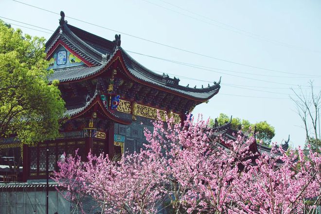 “云”賞花！踏春不出門，我們把春日浪漫送給你~