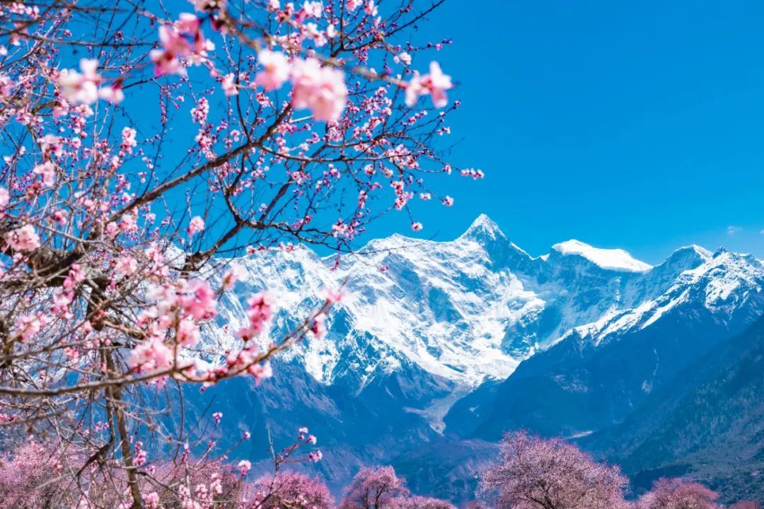 年年賣爆的西藏林芝桃花 解鎖全新玩法！
