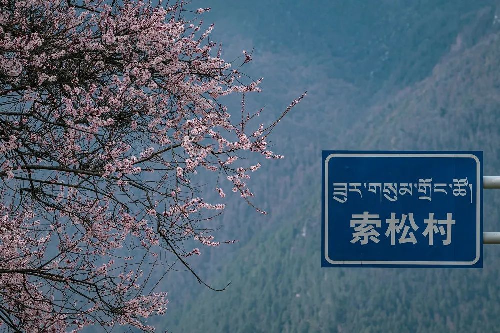 年年賣爆的西藏林芝桃花 解鎖全新玩法！