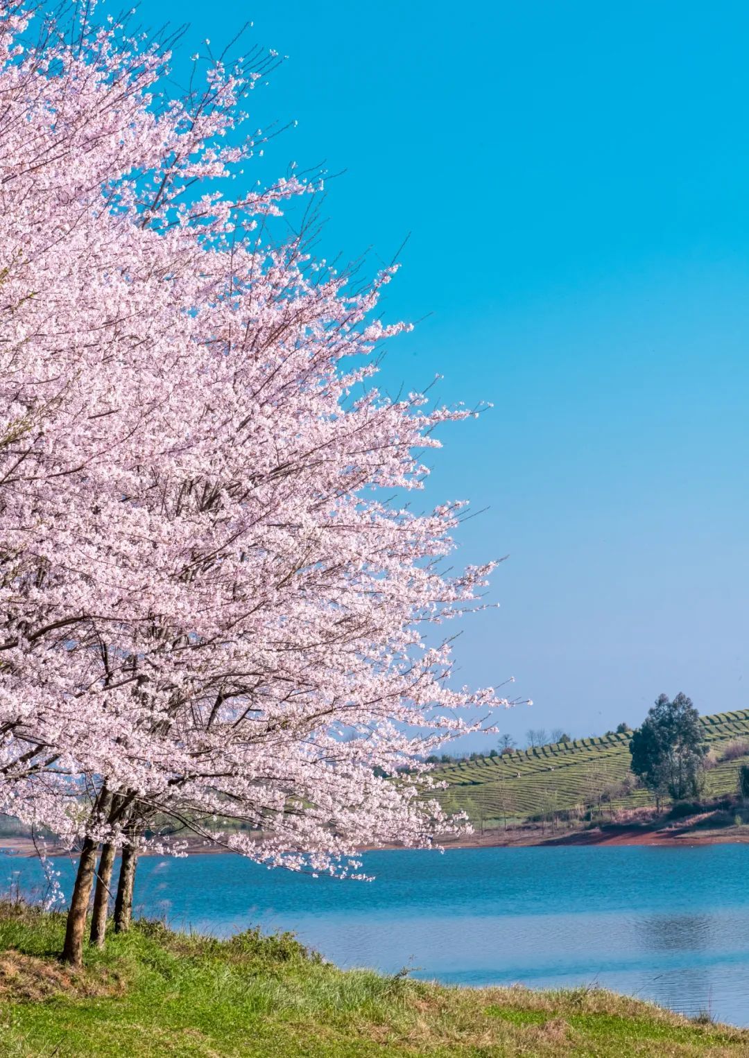 國內花海頂流，火了四年，免收門票，浪漫不會遲到！
