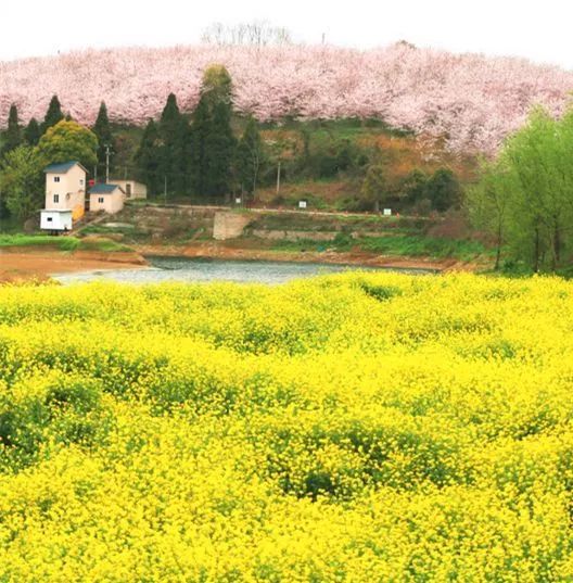 國內花海頂流，火了四年，免收門票，浪漫不會遲到！