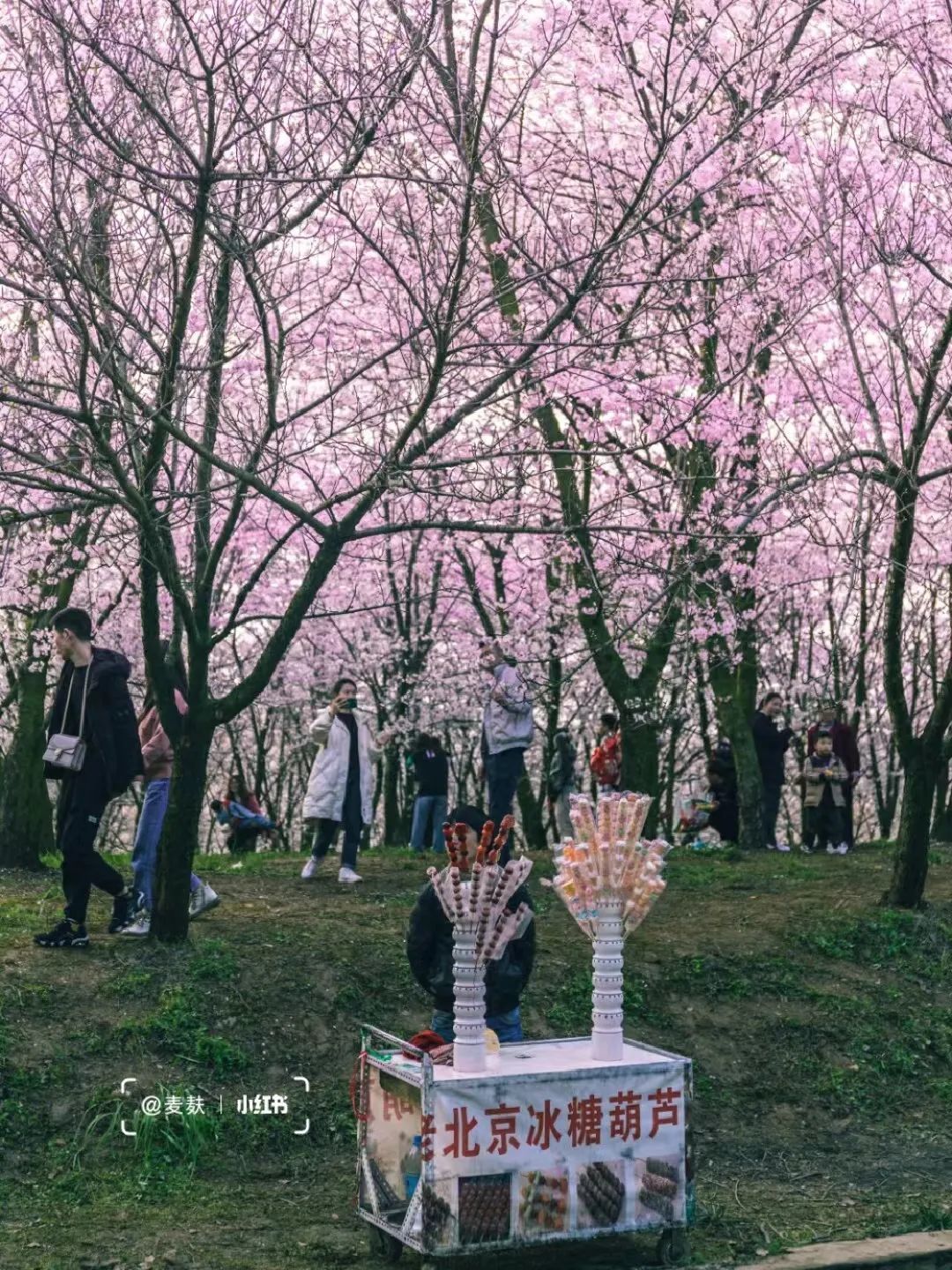 國內花海頂流，火了四年，免收門票，浪漫不會遲到！