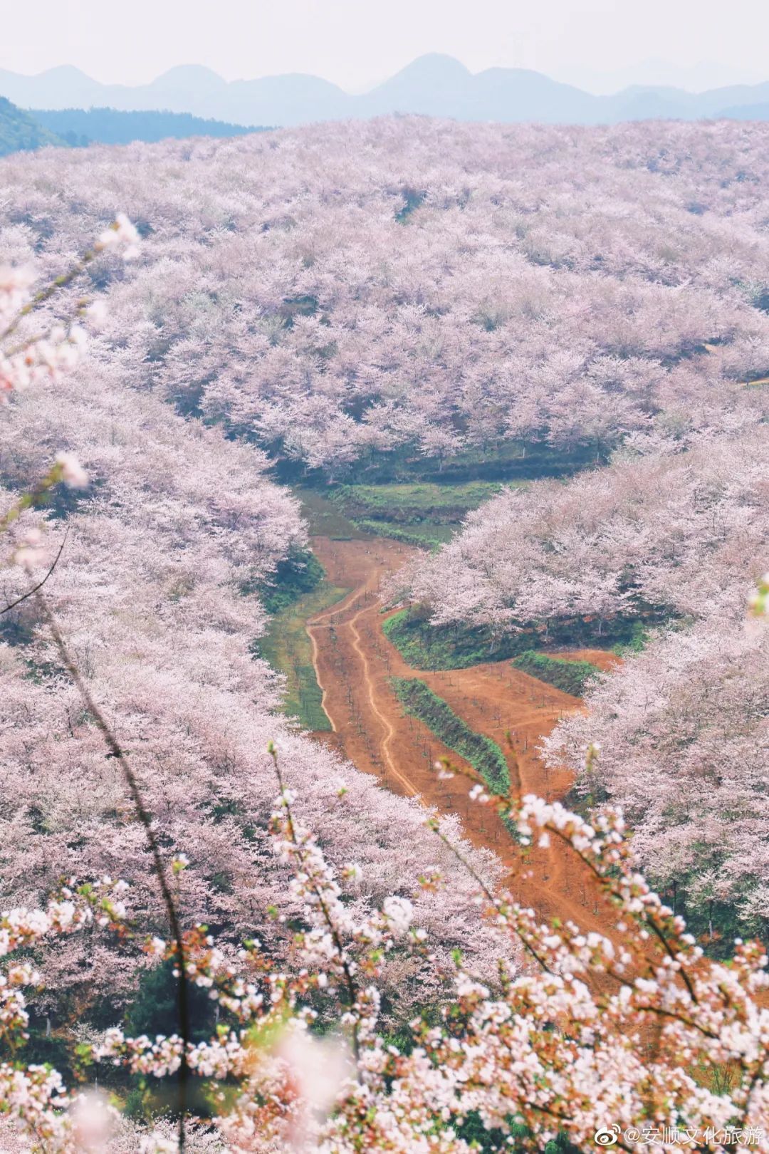 國內花海頂流，火了四年，免收門票，浪漫不會遲到！