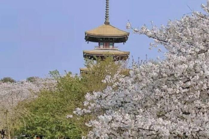 東湖櫻花園游玩攻略