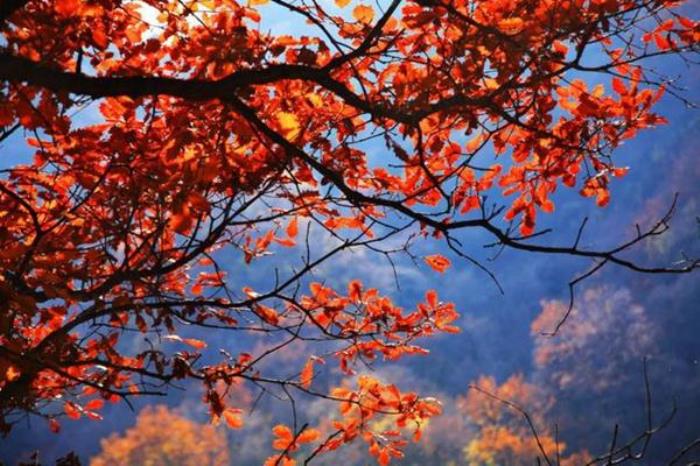 北京賞紅葉十大絕佳去處