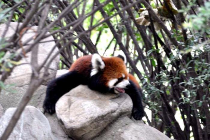 秦嶺野生動物園怎么去