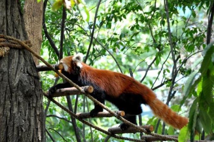 秦嶺野生動物園怎么去