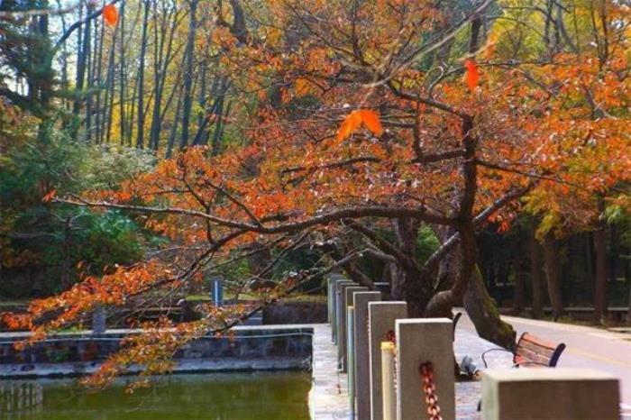 雞公山紅葉最佳觀賞路線推薦