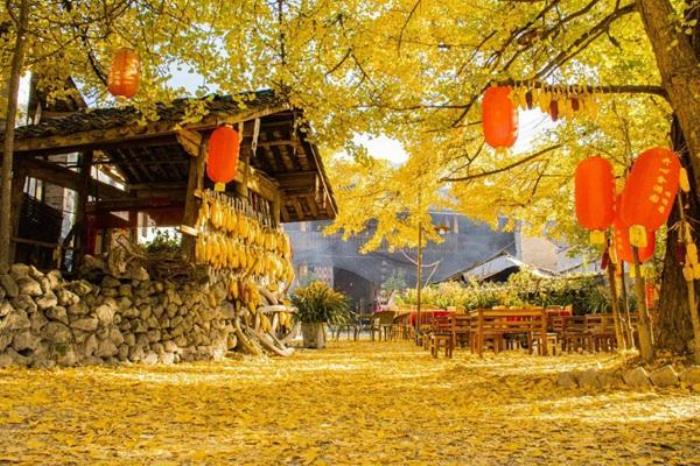 云南騰沖銀杏村什么時候去合適