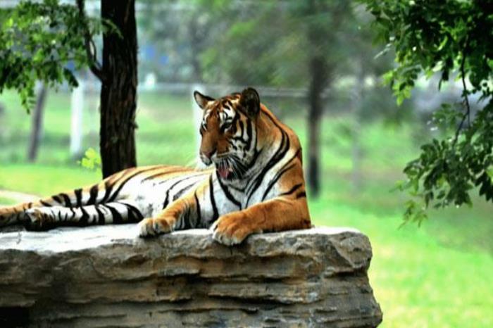 2023秦皇島野生動物園門票多少一張 附優(yōu)惠政策一覽