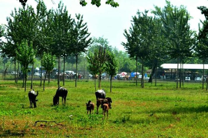 2023秦皇島野生動物園門票多少一張 附優(yōu)惠政策一覽