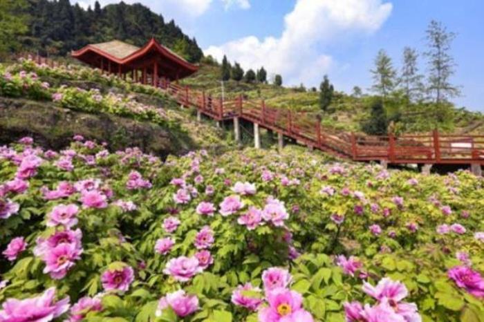 重慶墊江賞花路線推薦
