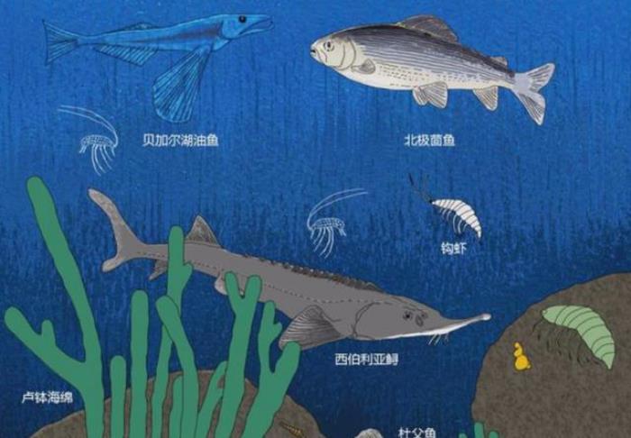 西伯利亞的“明珠”貝加爾湖，為何被稱為“來路不明”的湖泊？