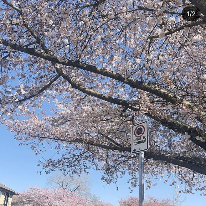 溫哥華櫻花悄然綻放 景色絕美宛若仙境 最全賞櫻攻略出爐