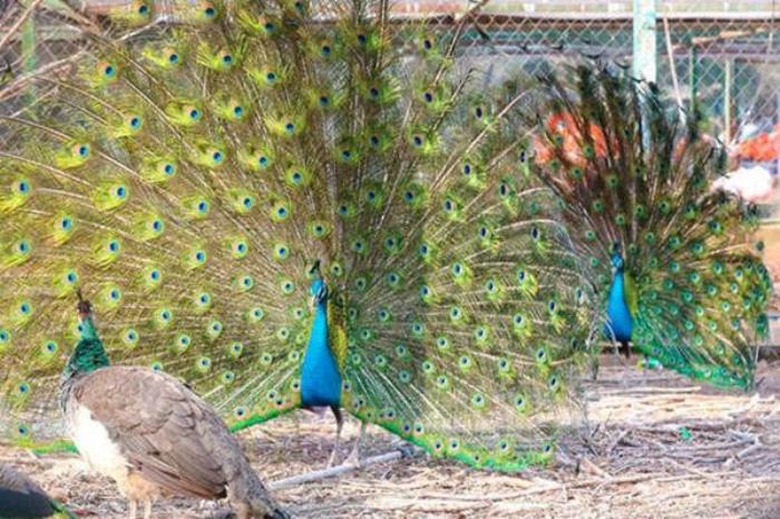 鄭州市動(dòng)物園游玩攻略