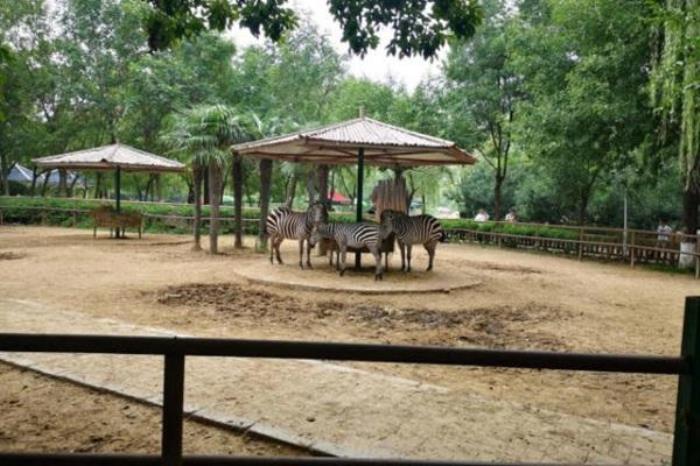 鄭州市動(dòng)物園游玩攻略